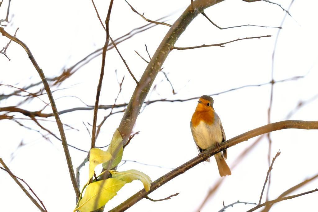 vogelbeobachtungen