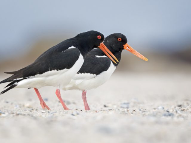 Vogelbeobachtung