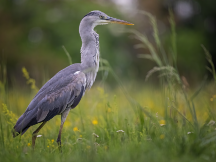 Vogelbeobachtung