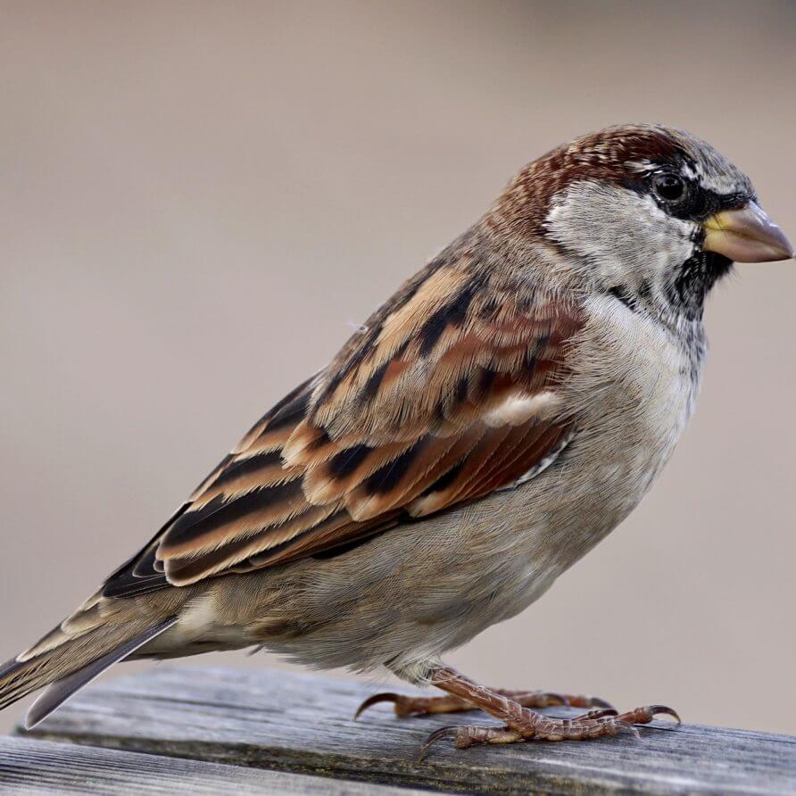 baumhaus-spatz